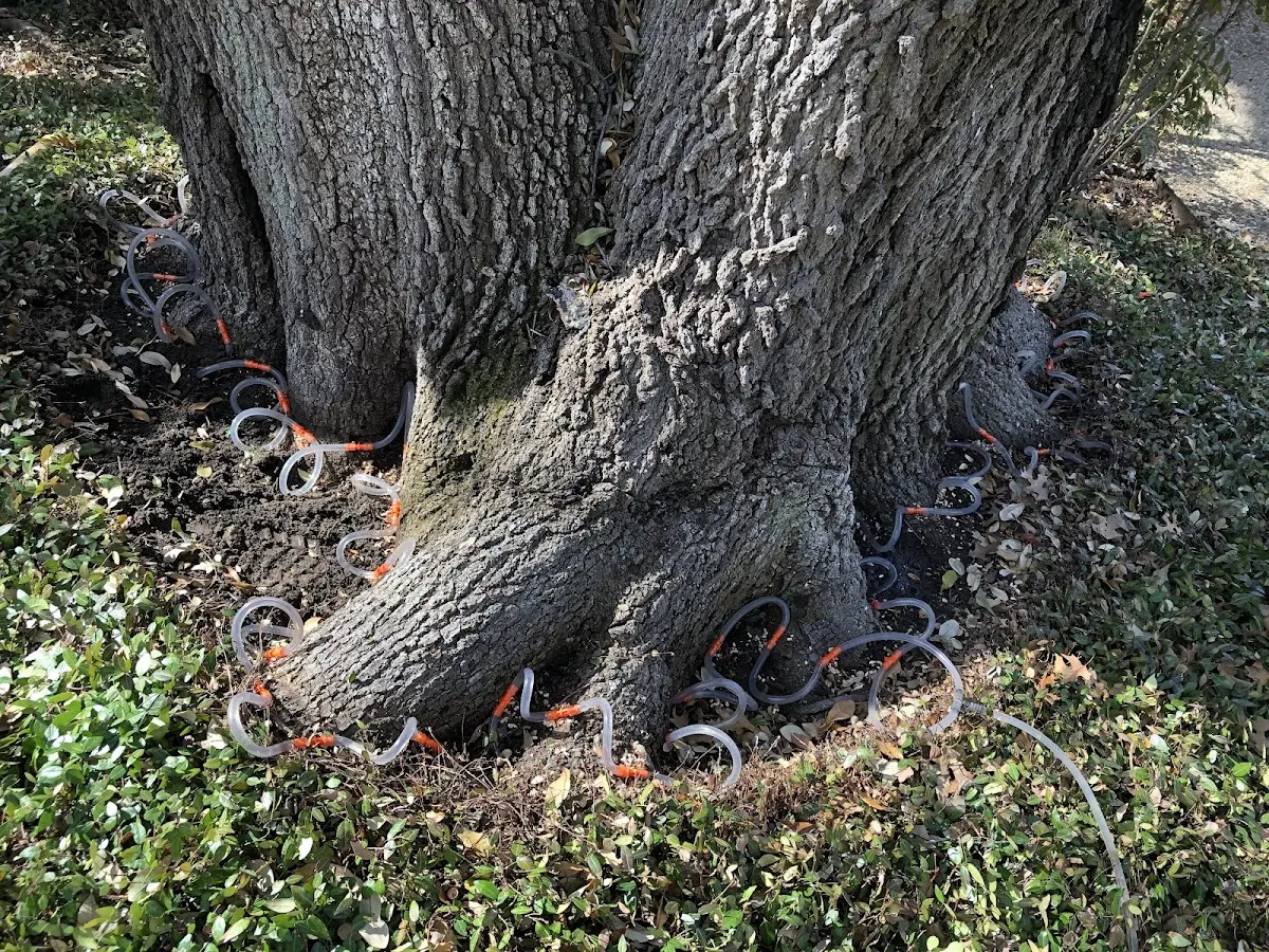 Detailed Tree Cabling and Bracing job site in High Springs